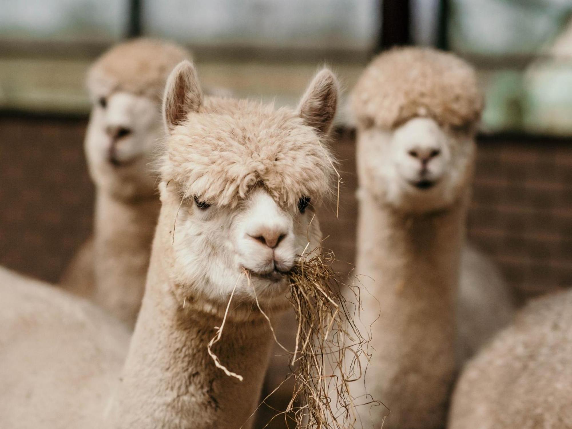 Alpacafarm Vorstenbosch Exterior foto